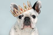 French Bulldog wearing crown