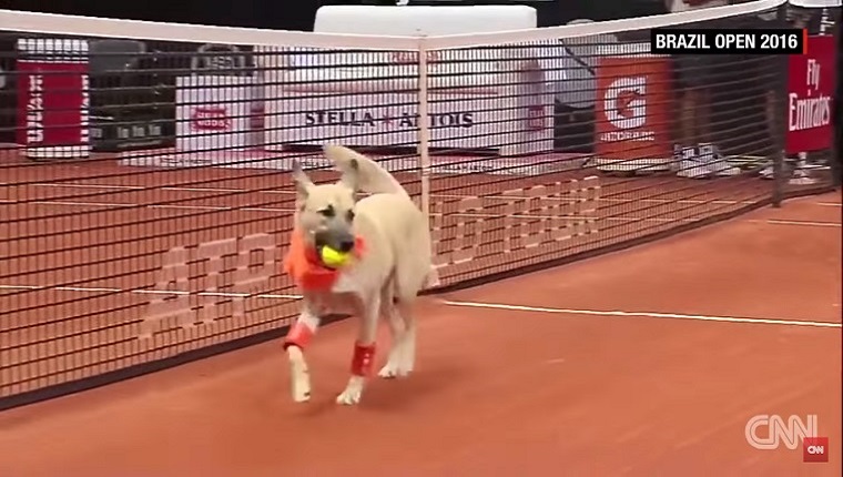 A light colored dog with a bandana retrieves a ball from the court.