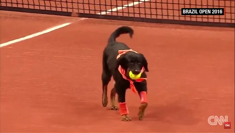A dog carries a tennis ball