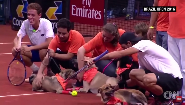 Organizers and players sit on the court with the dogs.