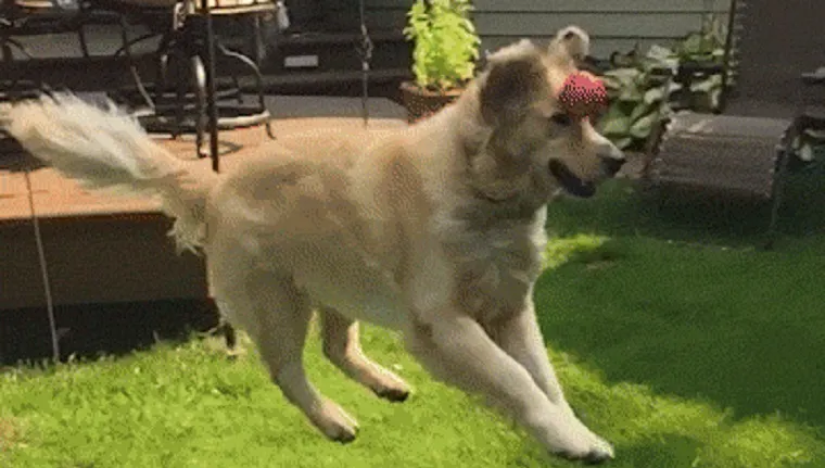 11 Dog Fails That Are Too Funny Not To Laugh At (Gifs) - I Can Has  Cheezburger?