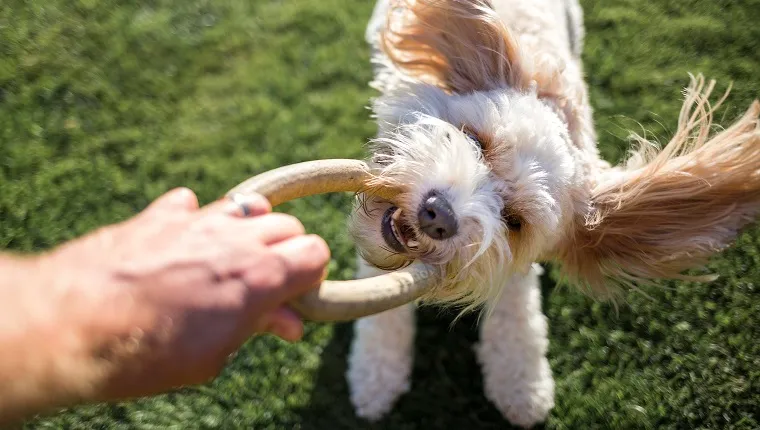 First person view of a Cavapoo dog playing with a a rubber ring toy