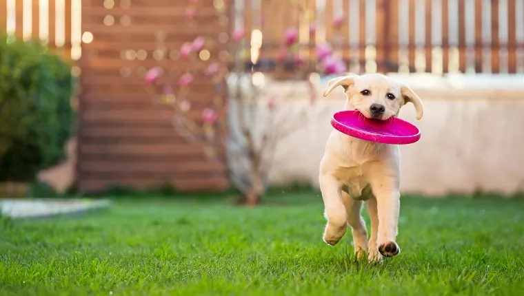 Horizontal image of a 4 months old labrador retriever dog running with a frisbee disk in her mounth.