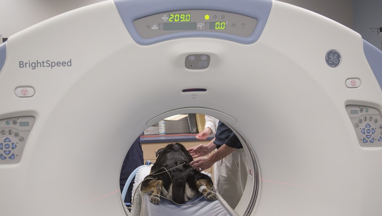 A dog lies in an MRI scanner.