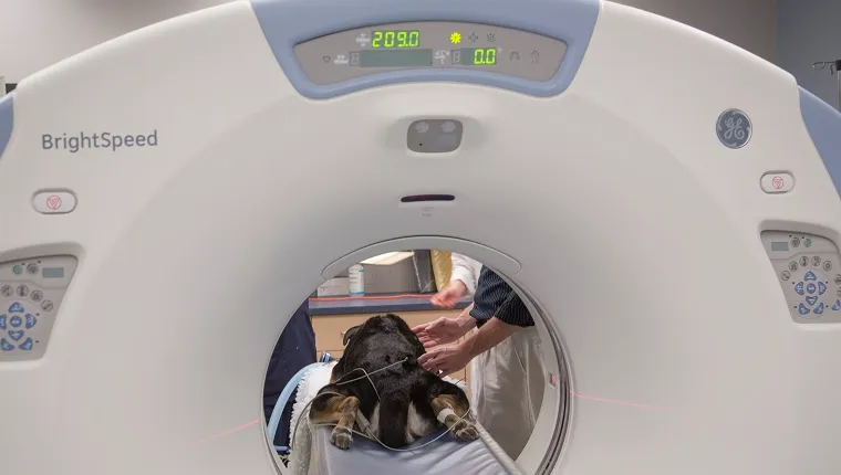 A dog lies in an MRI scanner.