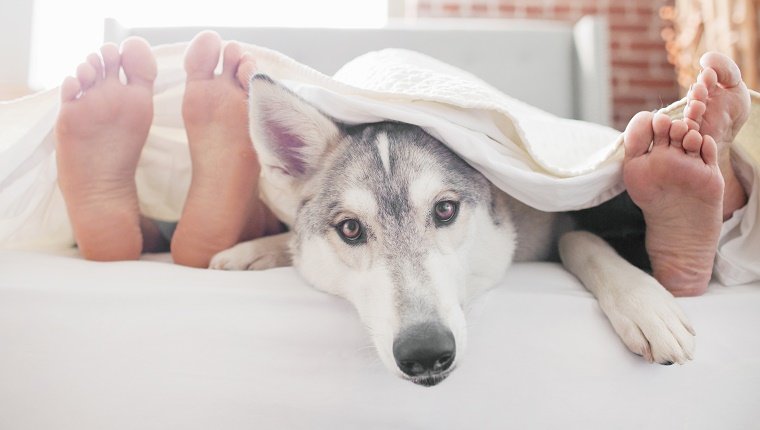 A Husky lies under a bed sheet between two pairs of human feet. You know what's up.