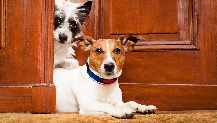 Two dogs poke their heads through a cracked door with expressions that seem to say, "Oh my."