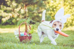 Jack Russell Terrier dog next to basket with traditional Easter symbols