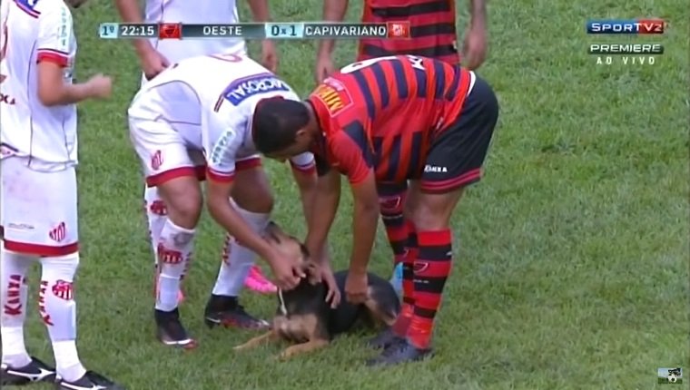 Players bend down to pet the dog.