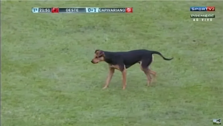 A dog walks on a soccer field.