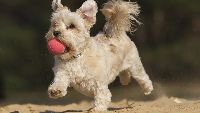 dog with ball running on sand