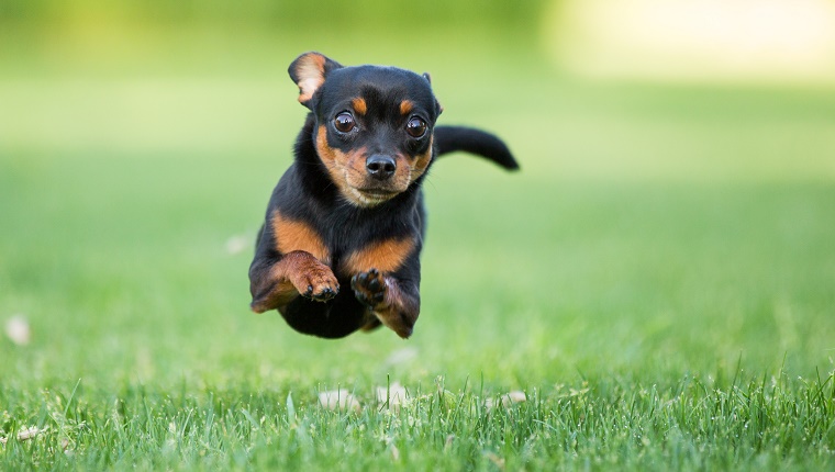 Chihuahua dog running