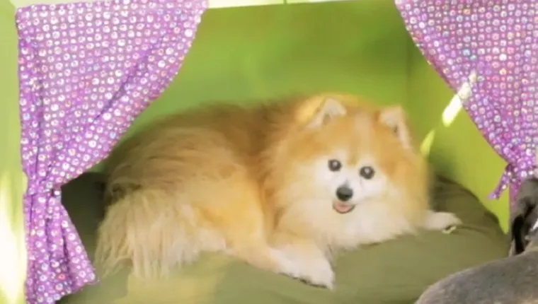 a green diy dog bed