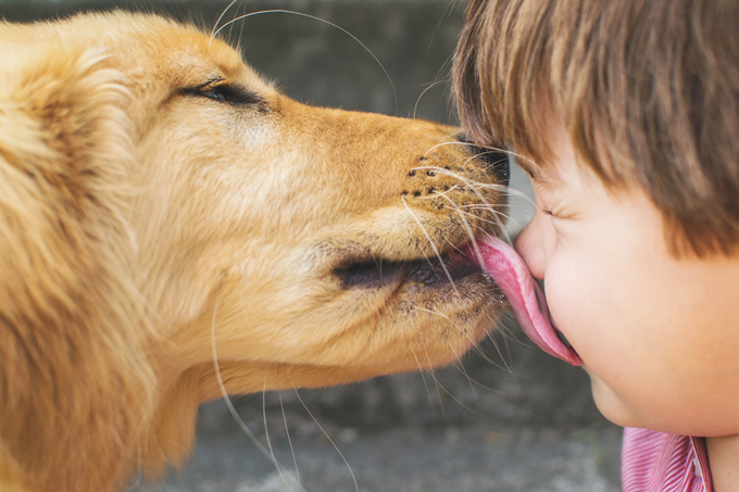 dog-licking-and-what-it-means-dogtime