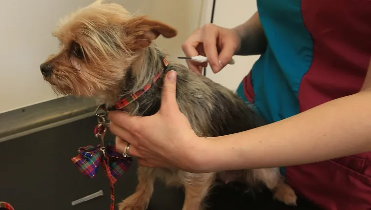 A vet installs a microchip for a Yorkie.