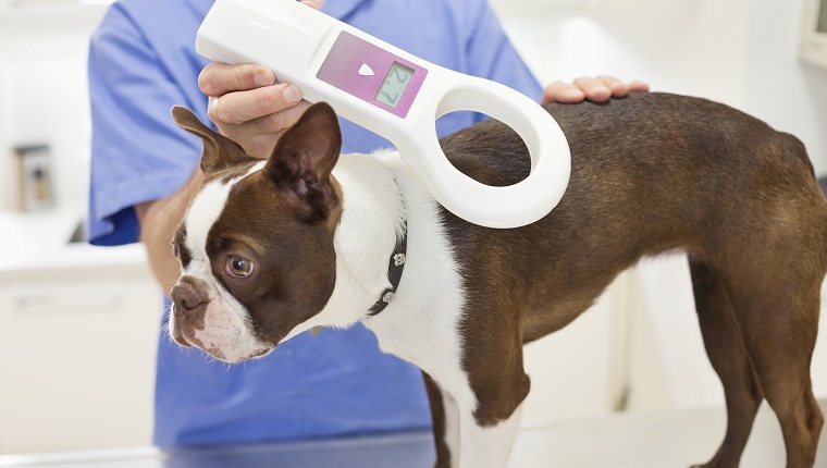 Veterinarian examining dog's microchip