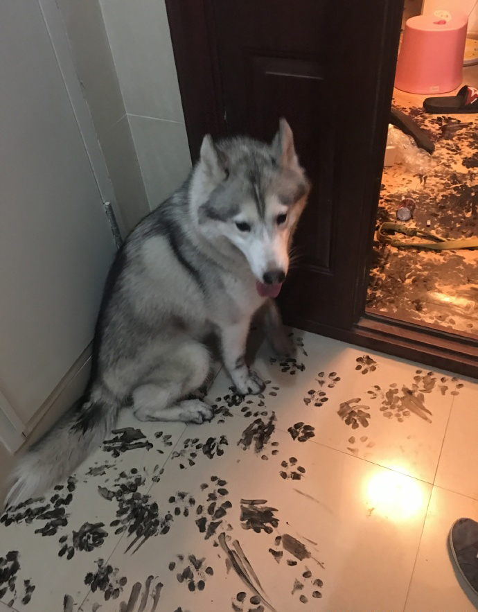 A husky sits with paw prints around him