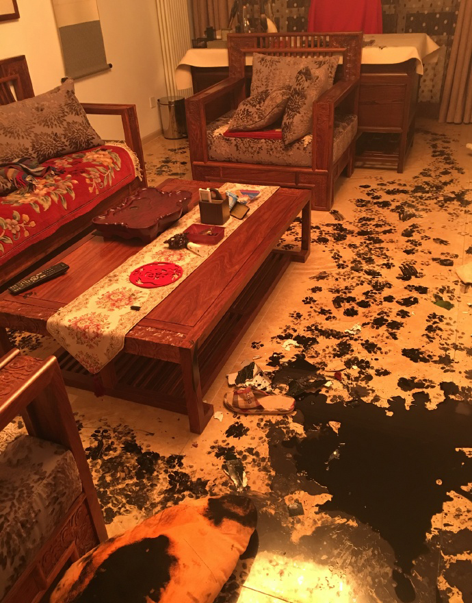 Paw prints cover the floor