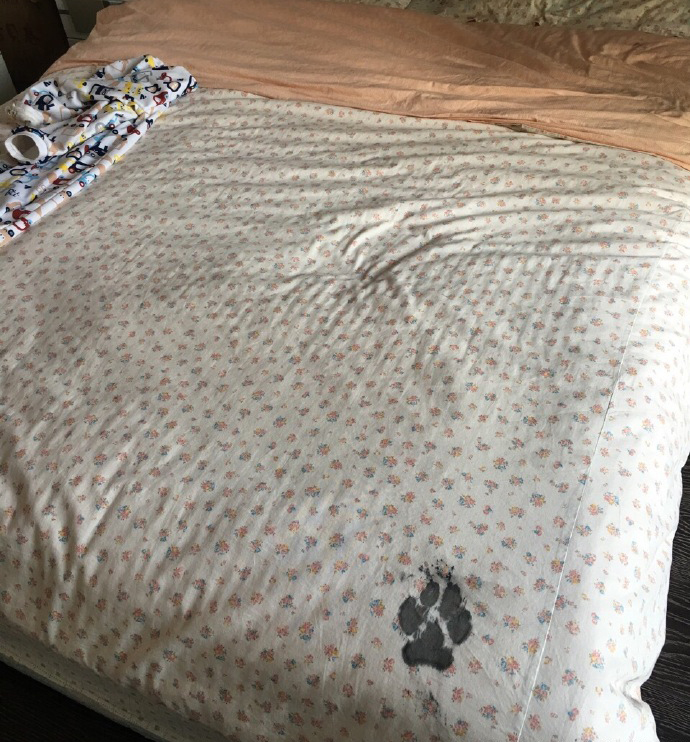 One paw print is on the bedspread.