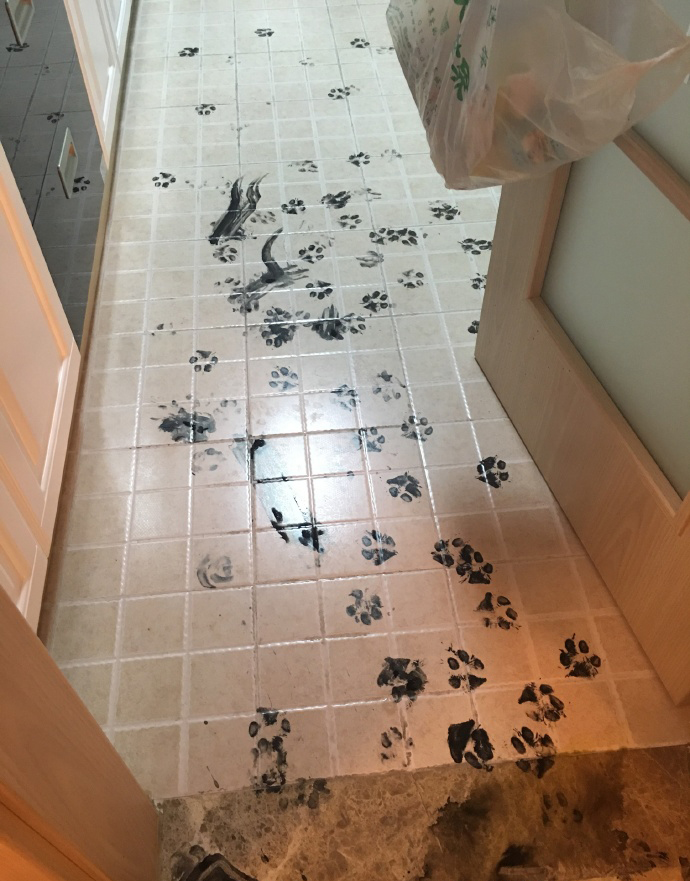 Paw prints are all over the tile floor
