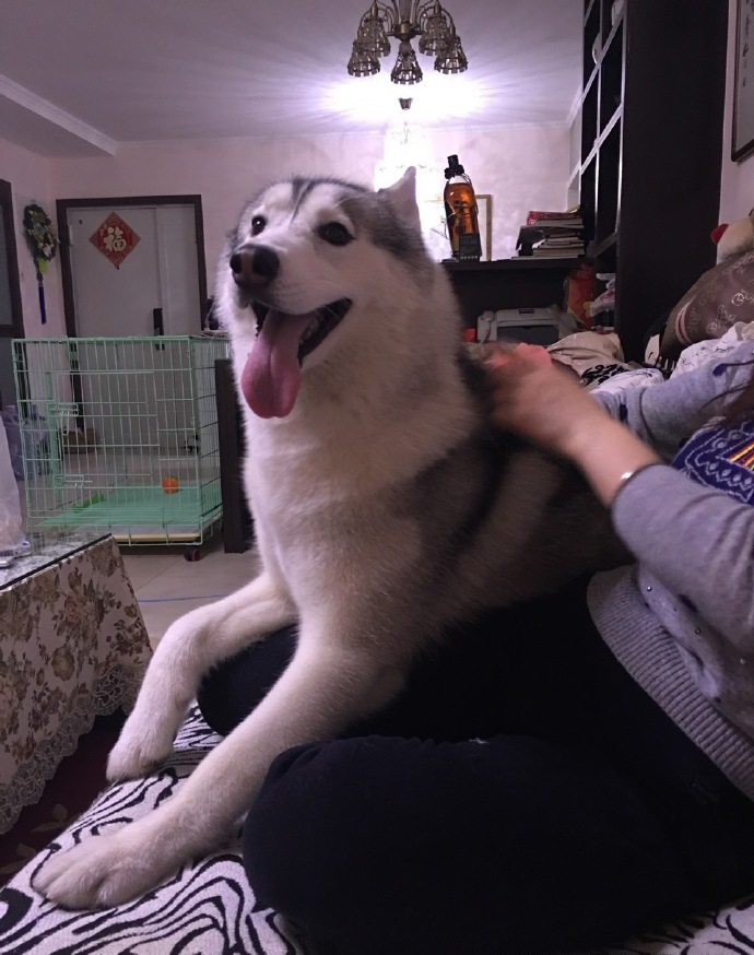 The husky sits on his owner's lap