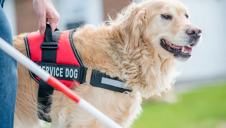 International Blind Dog Day: Tips to take care of your visually impaired dog  - Hindustan Times