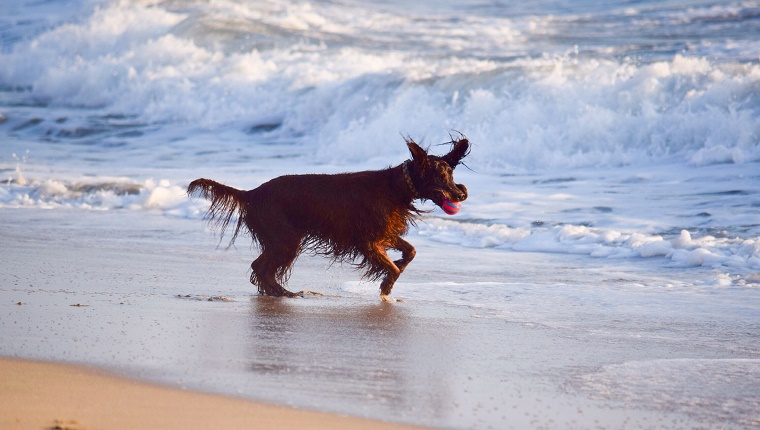 Irish Setter Carrying Ball In Mouth While Running At Beach