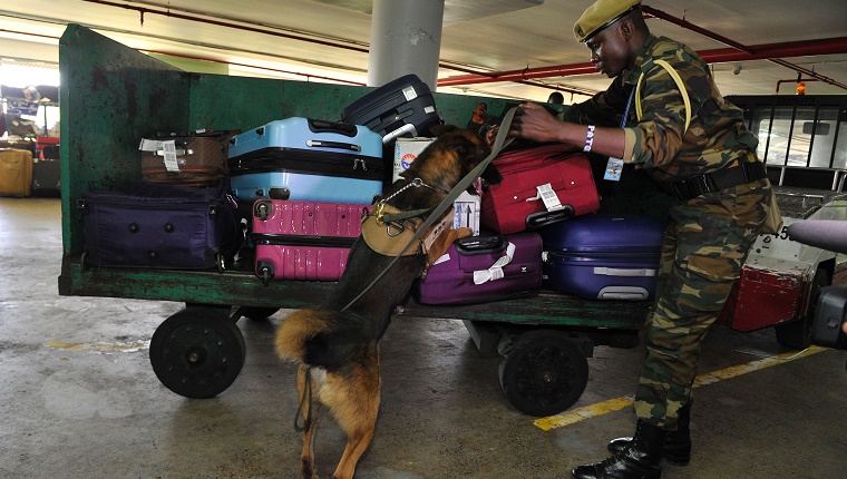 TO GO WITH AFP STORY BY  PETER MARTELL Kenya Wildlife Service (KWS) canine handler Patrick Musau leads his dog Rocco to sniff through luggages on February 12, 2016 at the Jommo Kenyatta International airport, Nairobi.  Sniffer dogs have long been used to seek out drugs and explosives in airports: now Kenya is deploying specialized dogs trained to find elephant ivory and rhino horn in the latest bid to stem surging wildlife crime. / AFP / SIMON MAINA        (Photo credit should read SIMON MAINA/AFP/Getty Images)