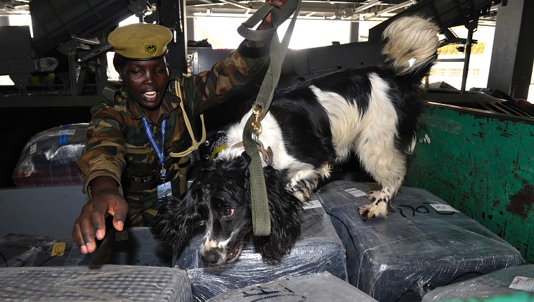 TO GO WITH AFP STORY BY PETER MARTELL Kenya Wildlife Service (KWS) canine handler Erika Cheroiyot leads her 3-year-old dog Ashs to sniff through luggages on  February 12, 2016 at the Jommo Kenyatta International airport, Nairobi.  Sniffer dogs have long been used to seek out drugs and explosives in airports: now Kenya is deploying specialized dogs trained to find elephant ivory and rhino horn in the latest bid to stem surging wildlife crime. / AFP / SIMON MAINA        (Photo credit should read SIMON MAINA/AFP/Getty Images)