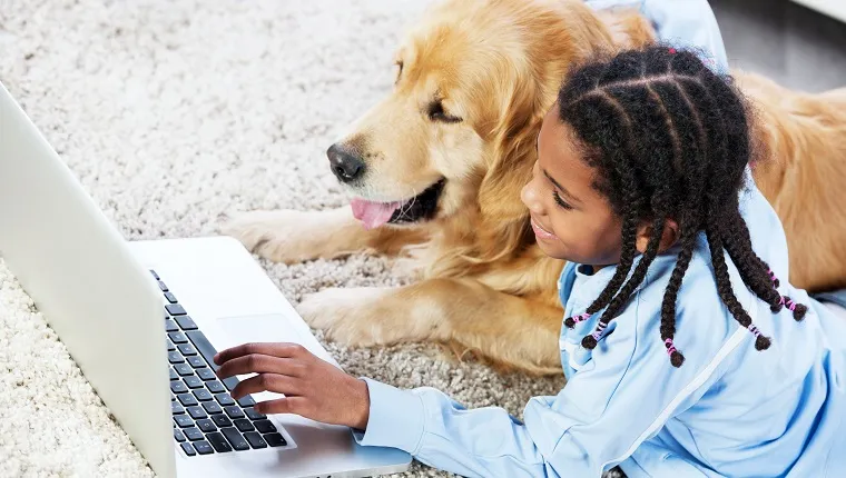 "Girl lying on the carpet with golden retriever dog, and typing on the laptop."