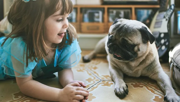Cute girl looking at pug while lying on carpet. Kid is sticking out tongue while relaxing by dog. They are at home.