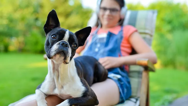 Dog and teenage girl resting in the garden - sweet boston terrier puppy on his lady's lap