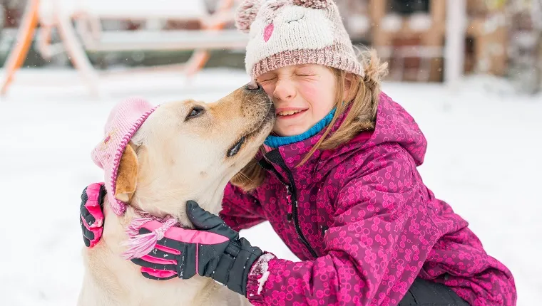 Horizontal image of an 8 years old girl and her yellow labrador retriever dog wearing a pink hat in a cold winter day