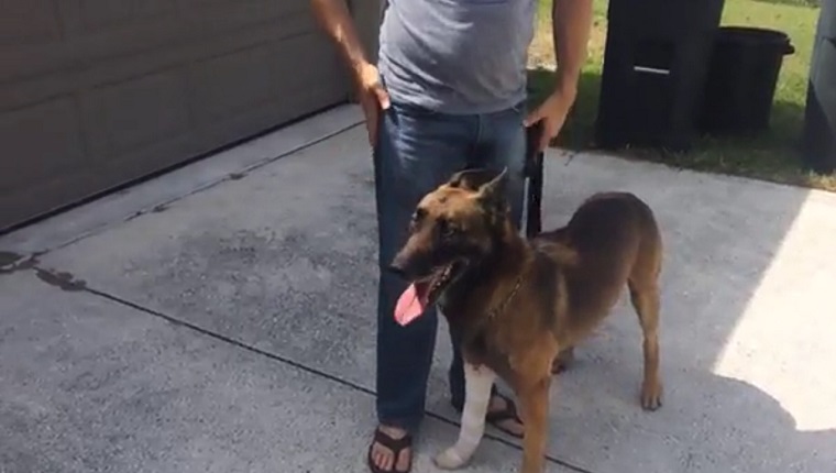 Arek stands next to his owner.