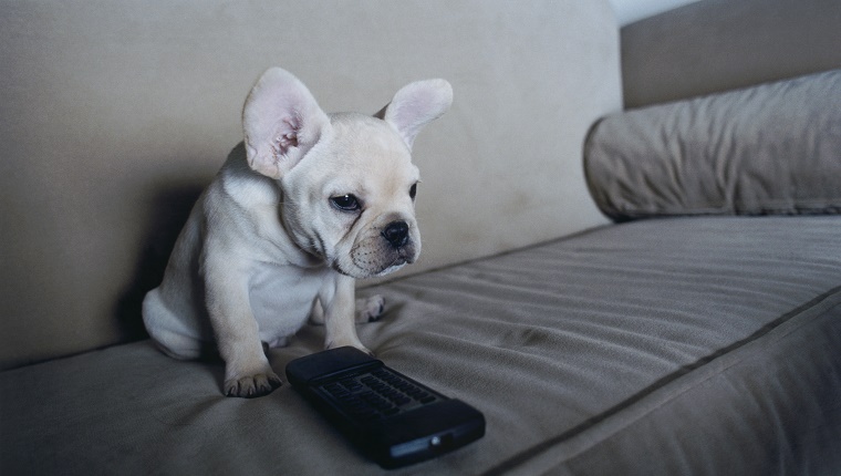 Dog Watching Television