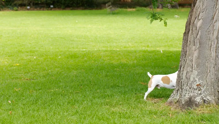 Dog hides behind a tree