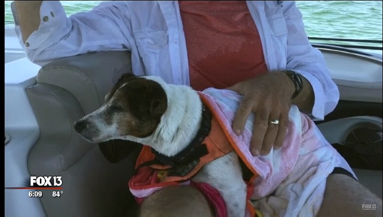 The dog sits on a rescuers lap with a towel wrapped around him.