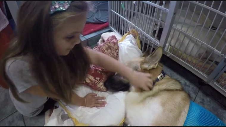Molly pets Haus at the vet
