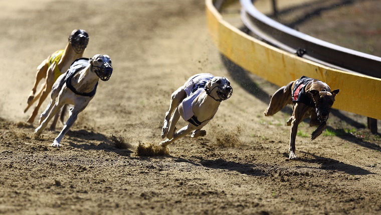 where is dog racing still legal