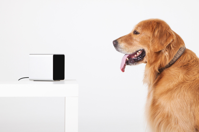 PetCube Interactive WiFi Camera For Dogs And Cats REVIEW DogTime