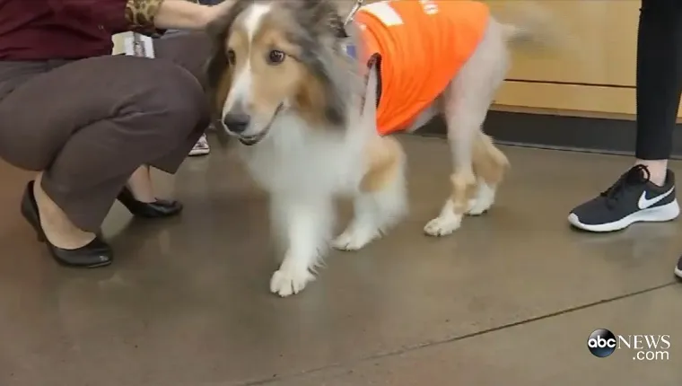 Ollie gets pet at the vet office.