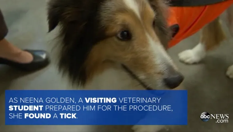 Ollie is at the vet. Caption describes how a vet student found a tick on him.