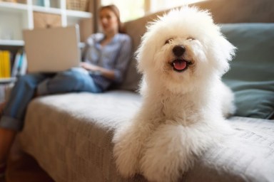 Portrait of a cute Bichon Frise dog lying on a couch posing while owner working in the background