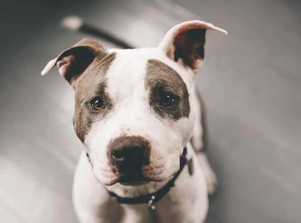 close-up of American Pit Bull Terrier dog