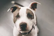 close-up of American Pit Bull Terrier dog