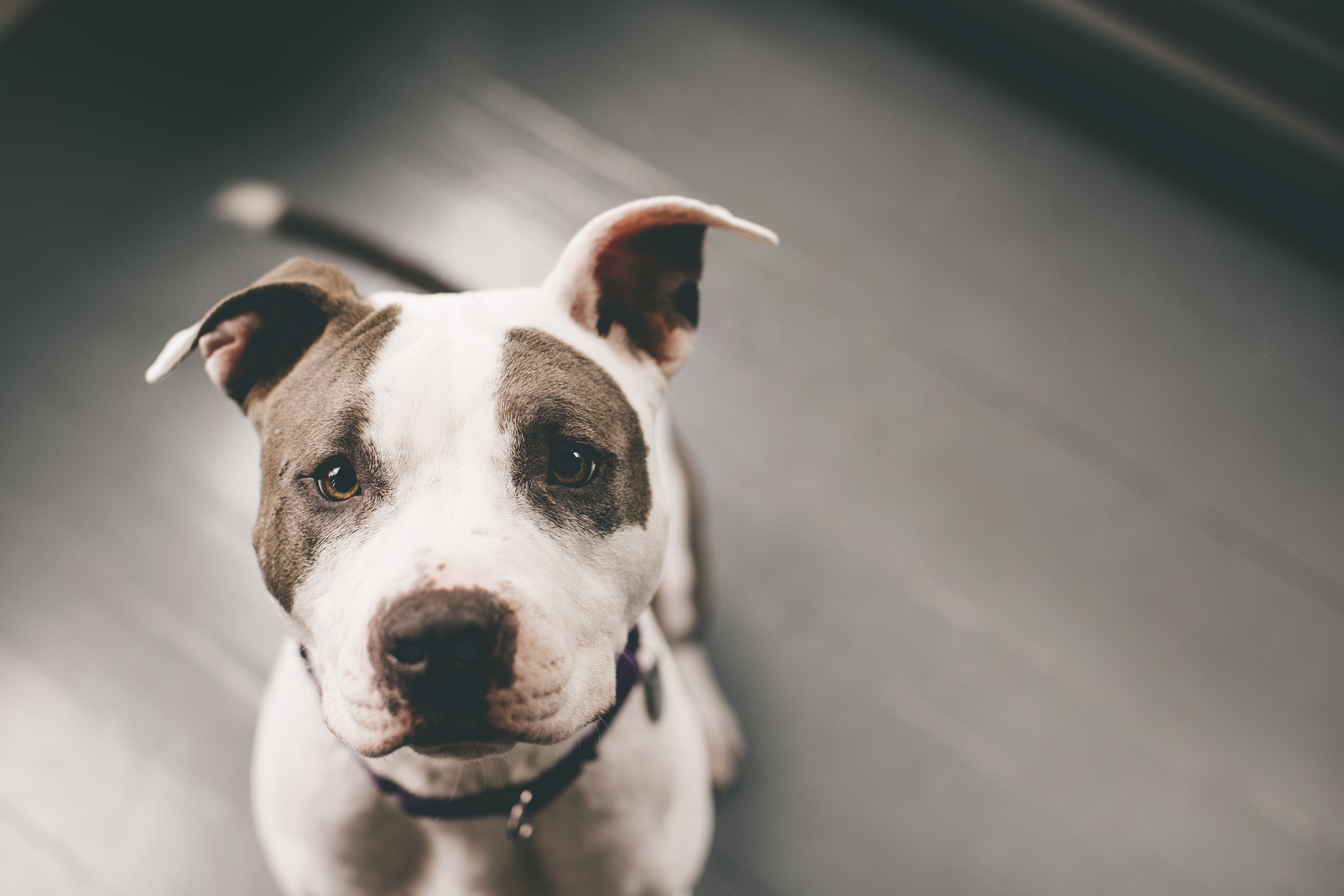 Pitbull and hot sale bull terrier