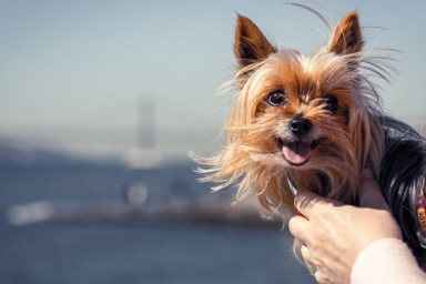 The main subject is a Yorkshire Terrier being held by his owner, in the blurred background we can distinguish the river and bridge “Vasco da Gama” in Lisbon - Portugal.