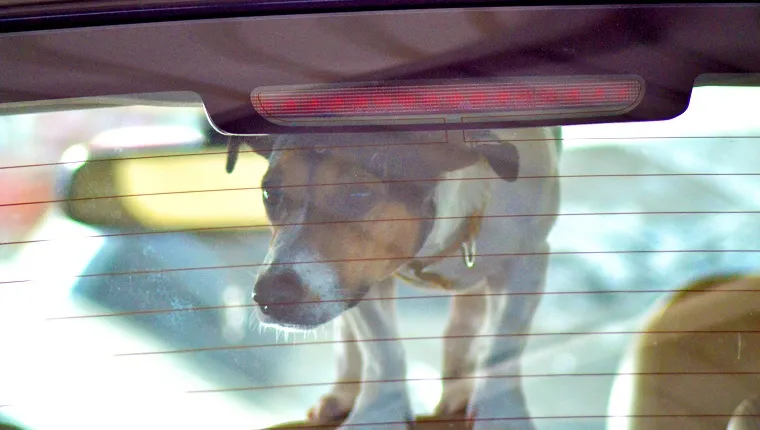 Dog in back window of car