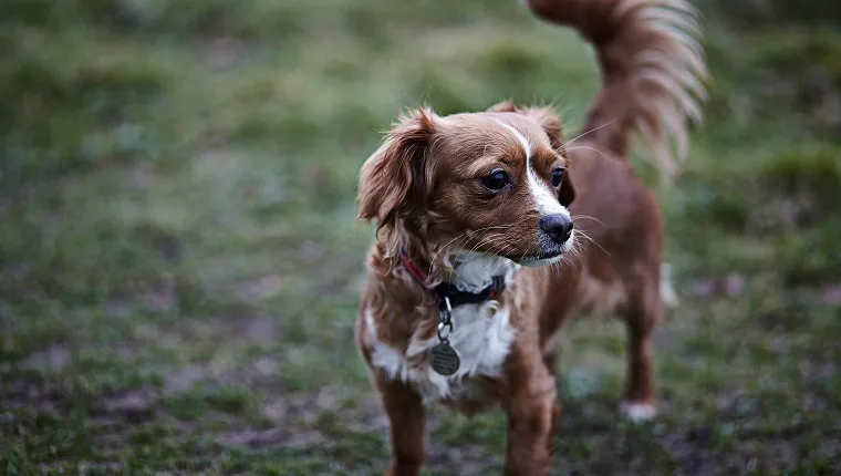 A portrait of a small brown and white cross breed dog is on a walk in a field on an overcast day.