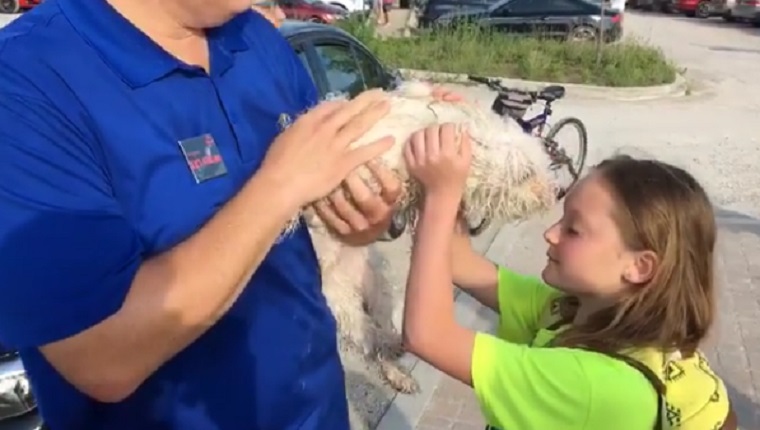A girl pets the dog.
